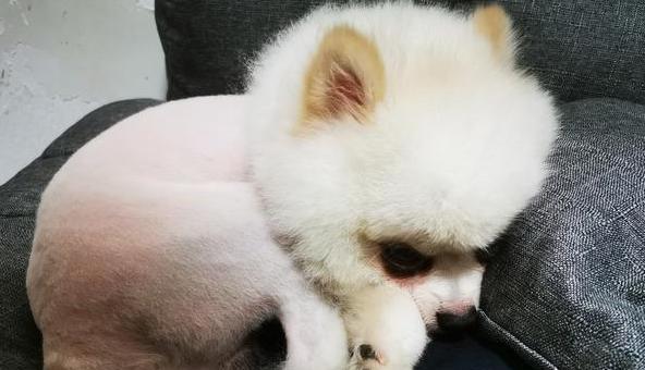 剃毛不能解决猫毛过敏(如何缓解猫毛过敏的症状)