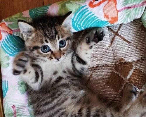 如何有效去除宠物猫屁股长毛（让宠物猫的屁股再次光滑如新）