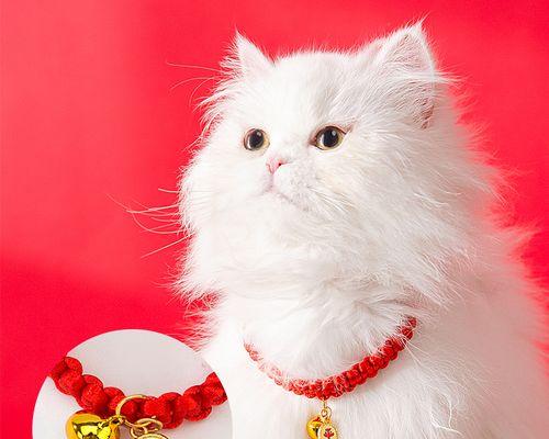 猫生完小猫不能吃什么（宠物猫产后饮食禁忌）
