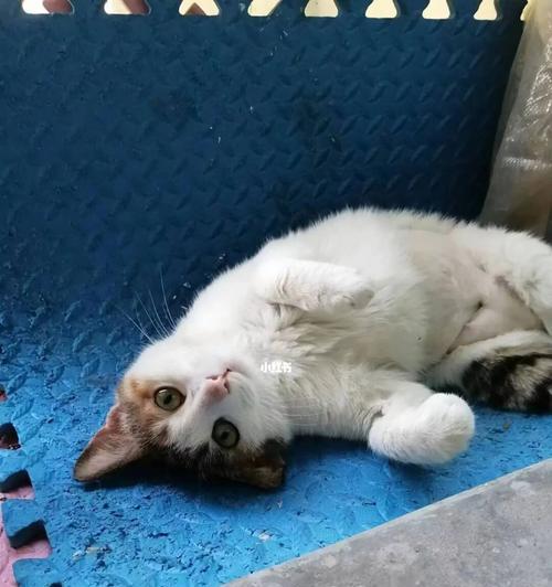 为什么猫总是喜欢叫和打滚(探究猫咪叫声和打滚行为的原因)