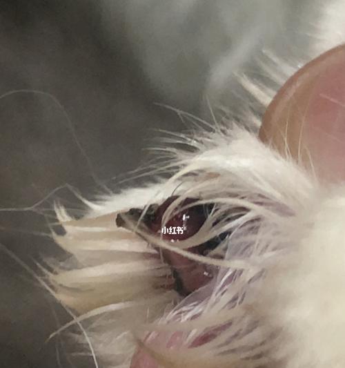 猫咪指甲劈到底了怎么办（宠物爱好者必看）