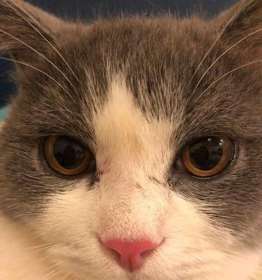 宠物猫脖子歪了走路不稳的原因分析与应对方法（了解猫咪疾病）