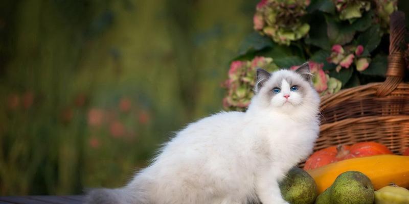 宠物猫咪不想养了怎么办（处理方法）