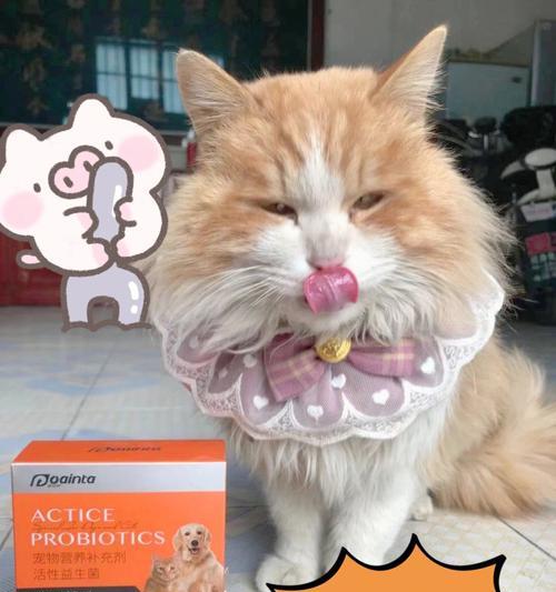 猫咪肠炎如何改善消化问题(宠物主人必看的肠胃健康指南)