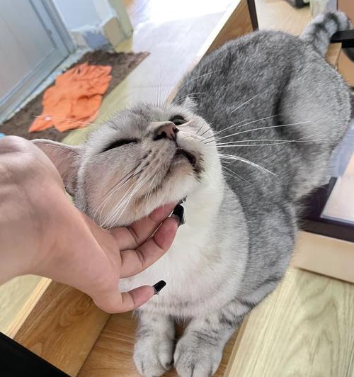 宠物猫吃了巧克力会死吗(巧克力中的成分会对猫咪造成什么影响)
