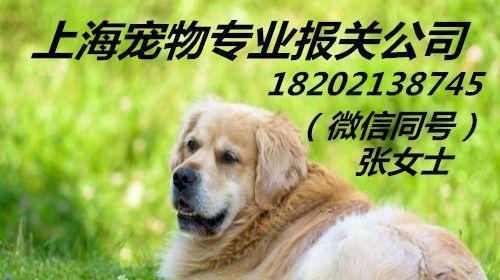 爱宠打疫苗,从我做起(以猫咪打狂犬疫苗多少钱)