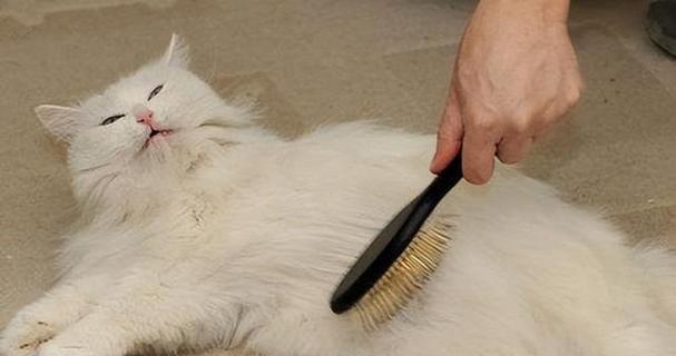 如何刺激猫咪排便(宠物的健康必须从小事做起)