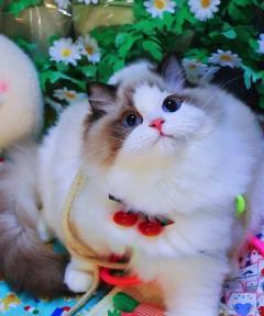 宠物猫咪带证书的重要性(确保猫咪健康与安全)