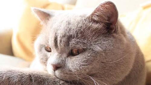 猫咪得肠炎的症状及治疗方法(以宠物为主)
