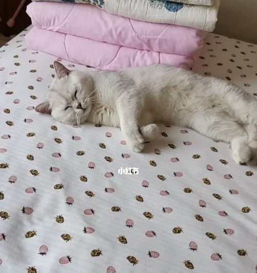 宠物猫咪得了膀胱炎怎么办(细节决定猫咪膀胱炎康复速度)