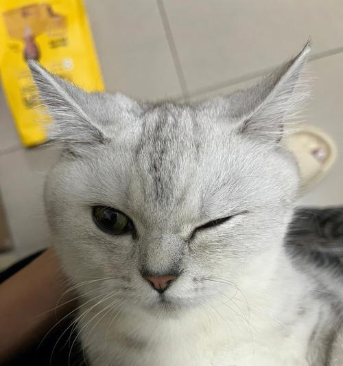探究猫咪干性传腹眼睛问题的原因与解决方法（揭秘猫咪干性传腹眼睛疾病的危害及其预防措施）