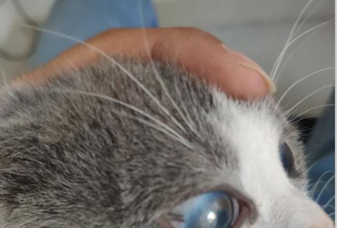 猫咪角膜炎的传染性(了解猫咪角膜炎的传播方式)