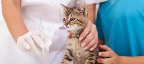 猫咪得猫瘟的表现（了解宠物猫瘟病情）