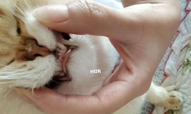 猫咪牙齿断了还能长吗(宠物主人必看!如何保护猫咪的牙齿健康)