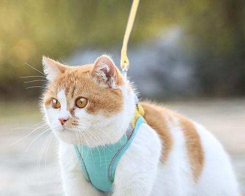宠物猫第一次生产该怎么办（宠物猫的初产经验分享）