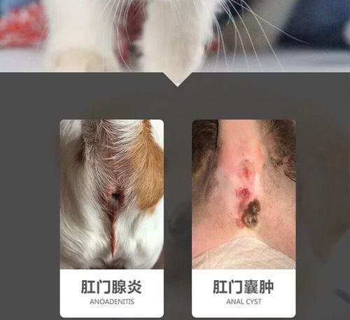猫咪肛门腺的挤压频率(如何正确挤压猫咪的肛门腺)