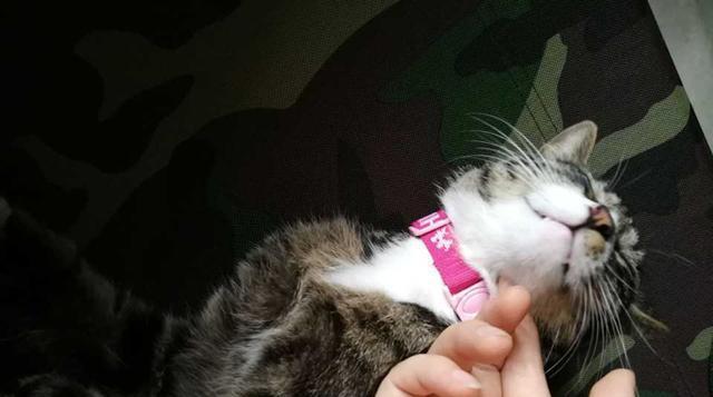 猫咪急性肝炎的症状表现(了解猫咪肝炎)