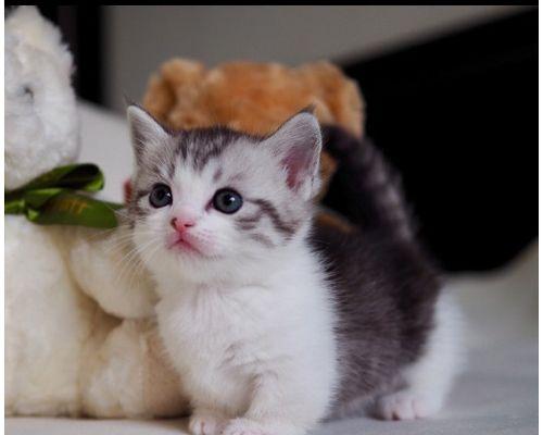 猫咪脚断了，如何应对（宠物主人必看）
