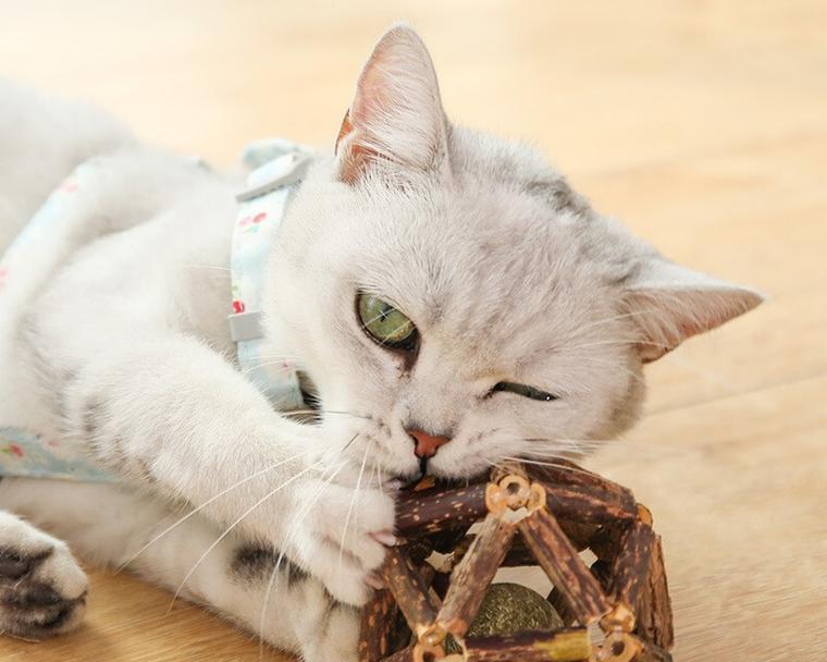 猫咪为什么要磨牙(木头是猫咪磨牙的好帮手)