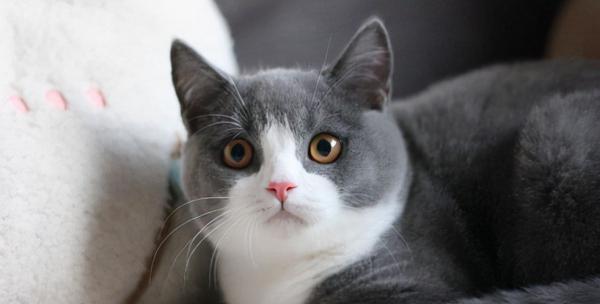 宠物猫毛深的原因（探究宠物猫毛变深的因素及注意事项）