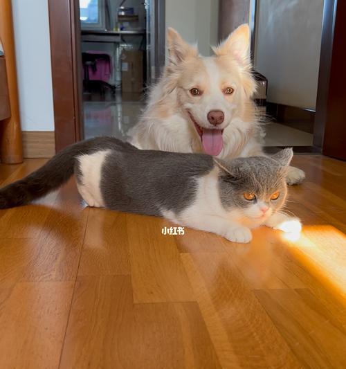 如何应对宠物猫总是叫唤不止(猫咪常常闹脾气、缺乏安全感)