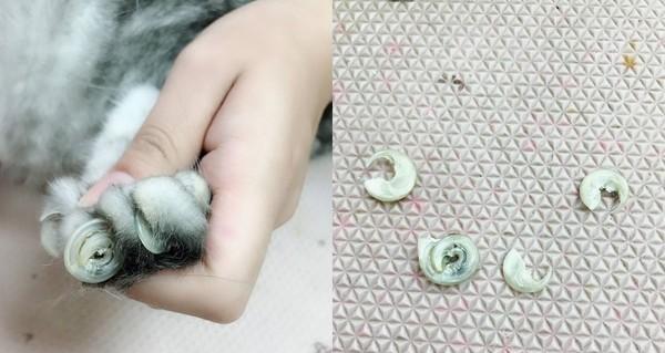 猫咪肉垫为什么会变黑（探究猫咪肉垫变黑的原因及预防方法）