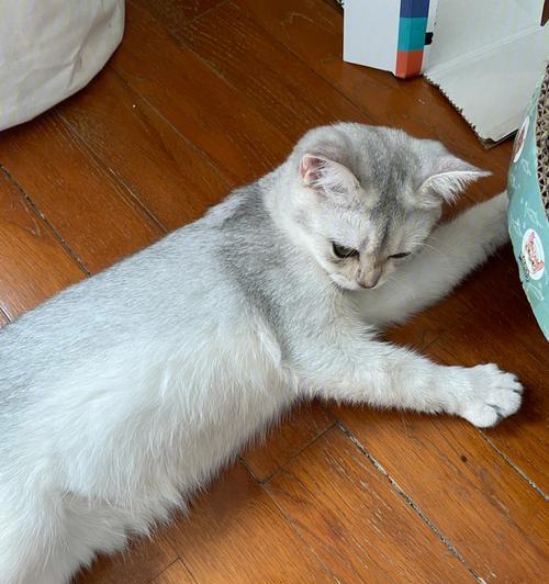 猫咪上完厕所用不用擦(揭秘猫咪厕所卫生的小秘密)