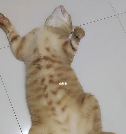 猫咪为什么喜欢睡觉时把脚伸直(揭秘猫咪的舒适睡姿)