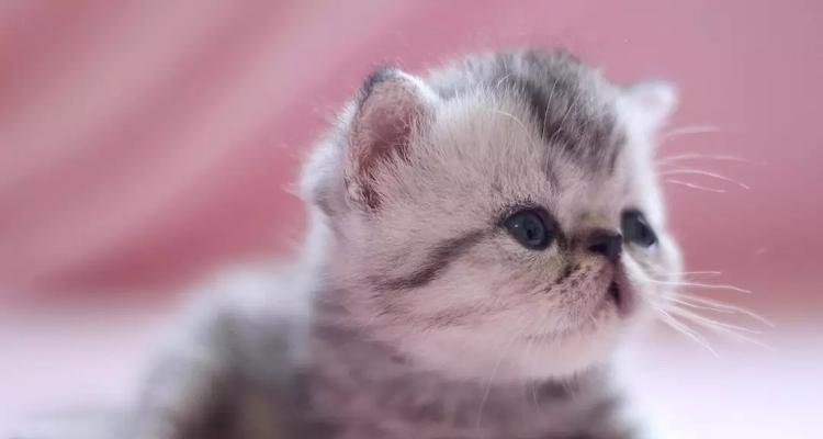 猫咪睡醒咳嗽原因及治疗方法剖析(猫咪咳嗽为什么会发生)