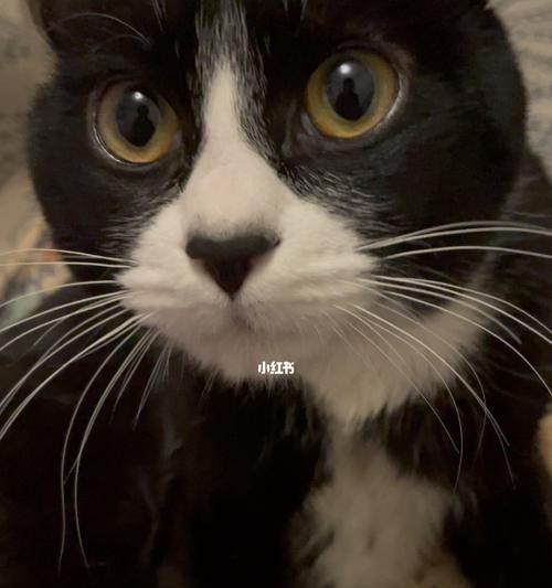 猫咪为什么会舔毛还带咬是秃了(揭秘猫咪舔毛带咬的原因与预防措施)