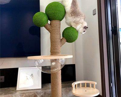 如何选择适合你家宠物的庭院猫爬架（从猫咪的需求出发）
