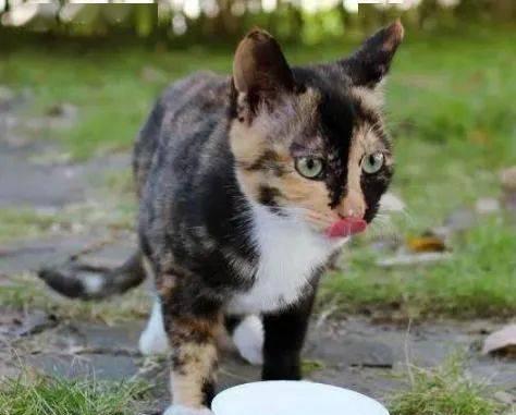 宠物猫喝了酸奶,怎么办(一定要注意猫咪的饮食健康)