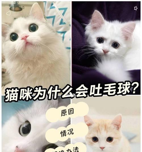 猫咪为什么吐不出来(探究猫咪吐不出来的原因及应对方法)