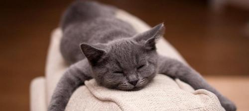 一起来探究猫咪晚上不睡觉的原因,以及解决方法(一起来探究猫咪晚上不睡觉的原因)