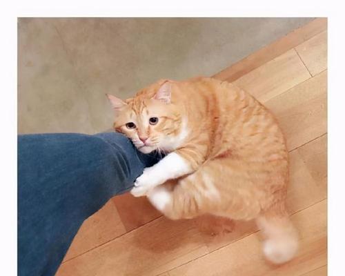 为什么猫咪喜欢蹭人(探究猫咪蹭人的原因和意义)
