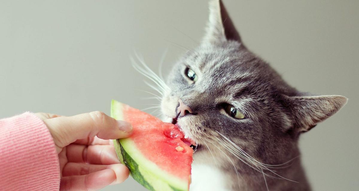 猫咪为什么喜欢吃面包(探究猫咪口感偏好的原因与面包的营养价值)