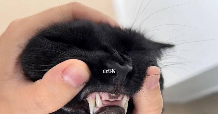 如何治疗猫咪牙炎（费用低廉又有效的牙炎治疗方法）