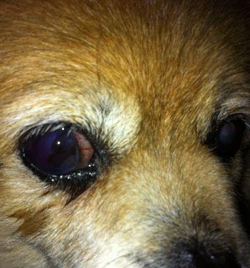 宠物狗眼睛肿了怎么办(应对宠物眼部肿胀的方法与注意事项)