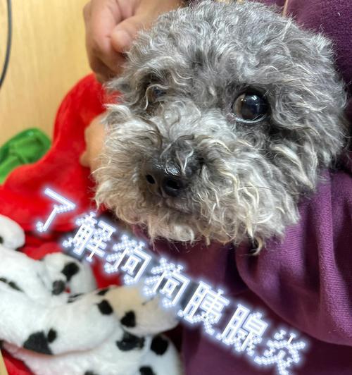狗胰腺炎的症状与治疗(宠物疾病)