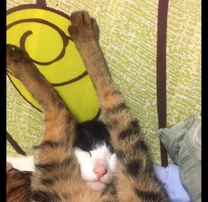 如何治疗宠物猫的后肢瘫痪(掌握这些方法)