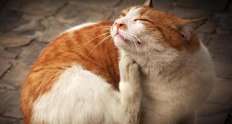 猫咪的呼吸频率高是为什么(呼吸是生命的基础)