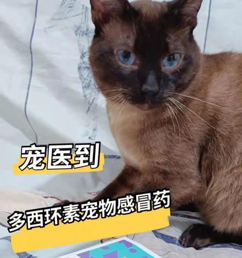 宠物猫咪感冒该吃什么药（了解猫咪感冒及其症状）