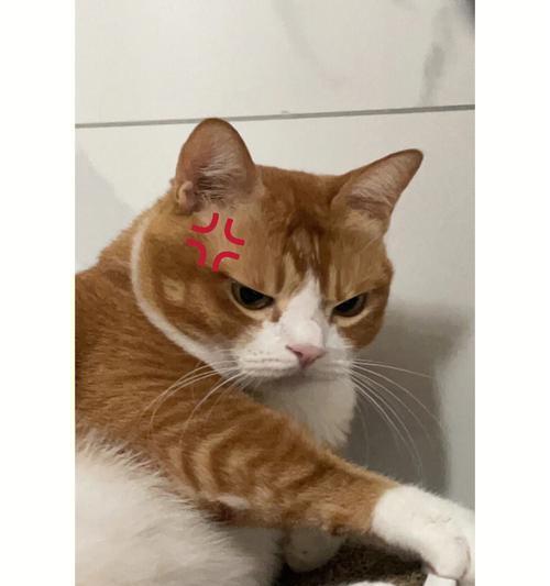 猫咪的发怒和警告声（了解猫咪的情绪和行为）