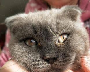 猫咪甲亢药物治疗解析（掌握治疗甲亢猫咪的正确方法）
