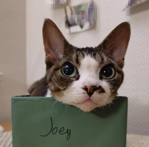以猫咪尿道改造为主题的好医生北京(让宠物的生命更健康长久)