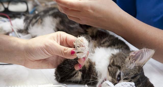 猫咪舔了双氧水会有什么危害(宠物生活中避免双氧水污染的方法)