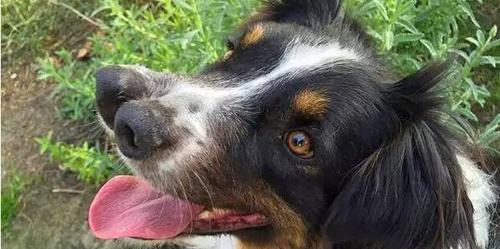 以牧犬荣耀,教我宠物的力量(牧犬荣耀)