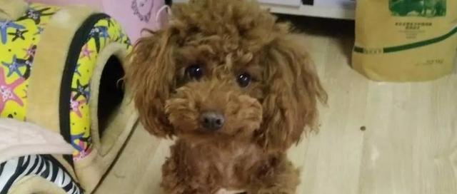 舞阳泰迪狗剪毛报价大公开(以宠物为主)