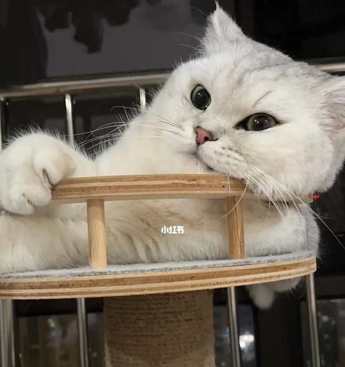 小猫通宵叫声不断,让我无眠一整晚(一只宠物的叫声引发的痛苦经历)