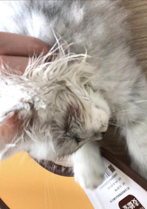小猫奶癣,宠物护理的必备知识(探索小猫奶癣的成因和治疗方法)